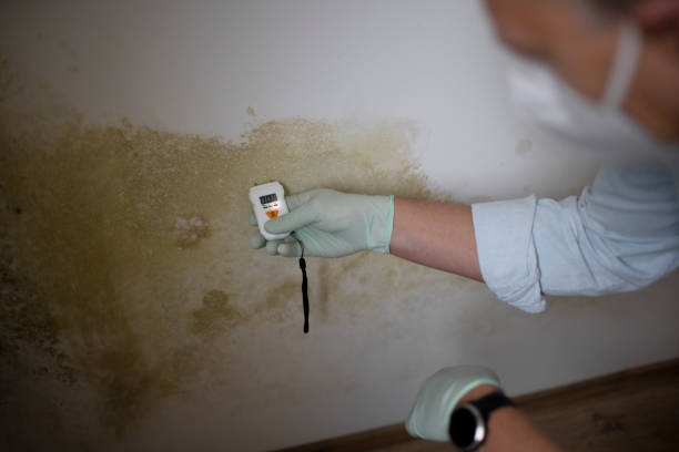 Mold Removal and Inspection in Ennis, TX